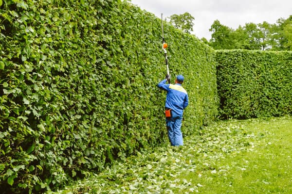 Hedgerow being trimmed by tree service expert