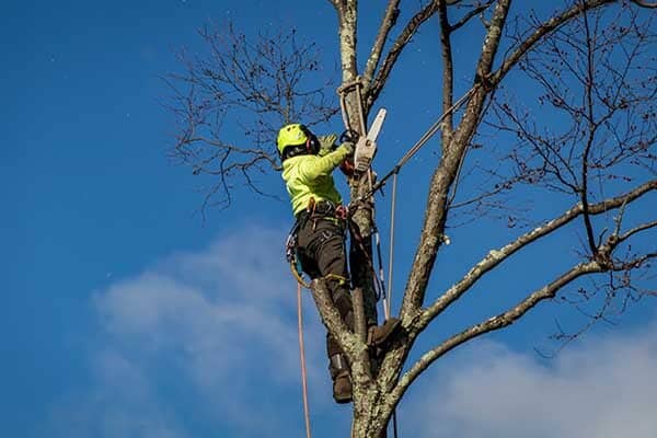 Tree climber adjusting position to trim tree