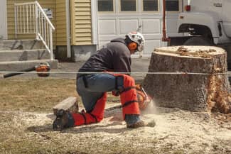 Tree service professional cutting stump with chainsaw
