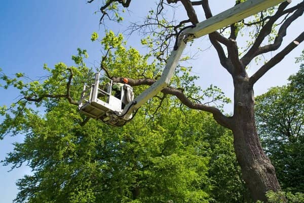 Tree trimming professional in forestry bucket truck